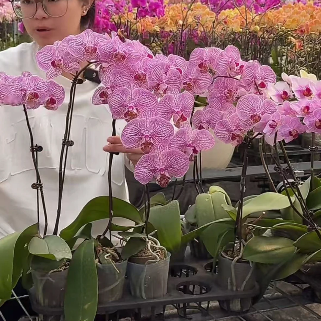 一物一拍 蝴蝶兰 标号：11