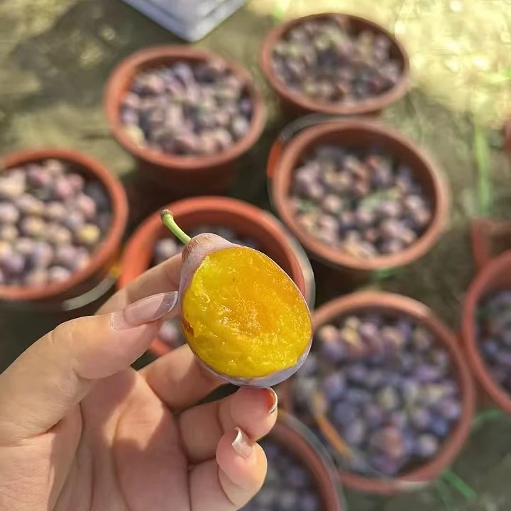 新疆喀什头茬法兰西西梅 产地直发 现摘速发 邮政极速鲜