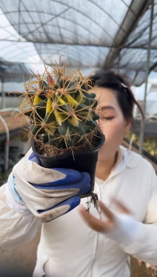 实生根大红锦6cm+ 8