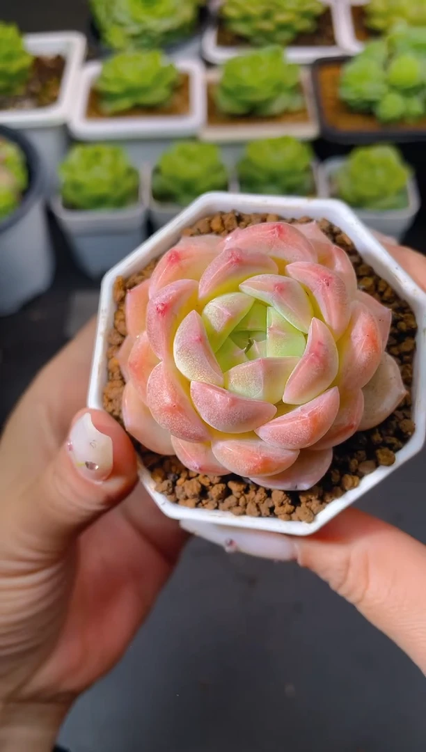 052玉芙量拍发一颗
