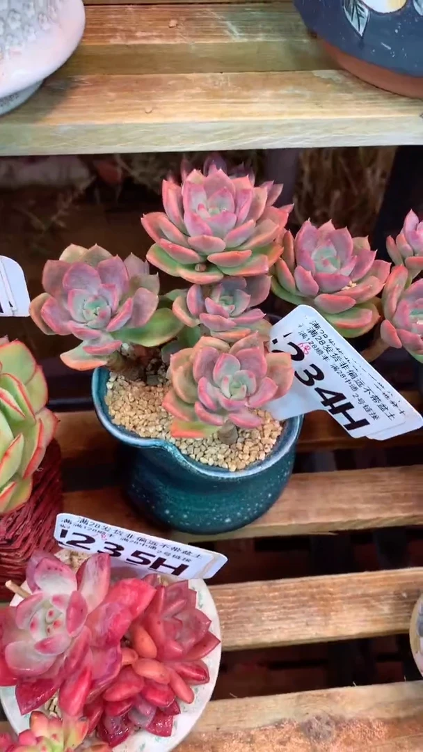 234H（一物一拍实付满28发货，默认不带盆土）