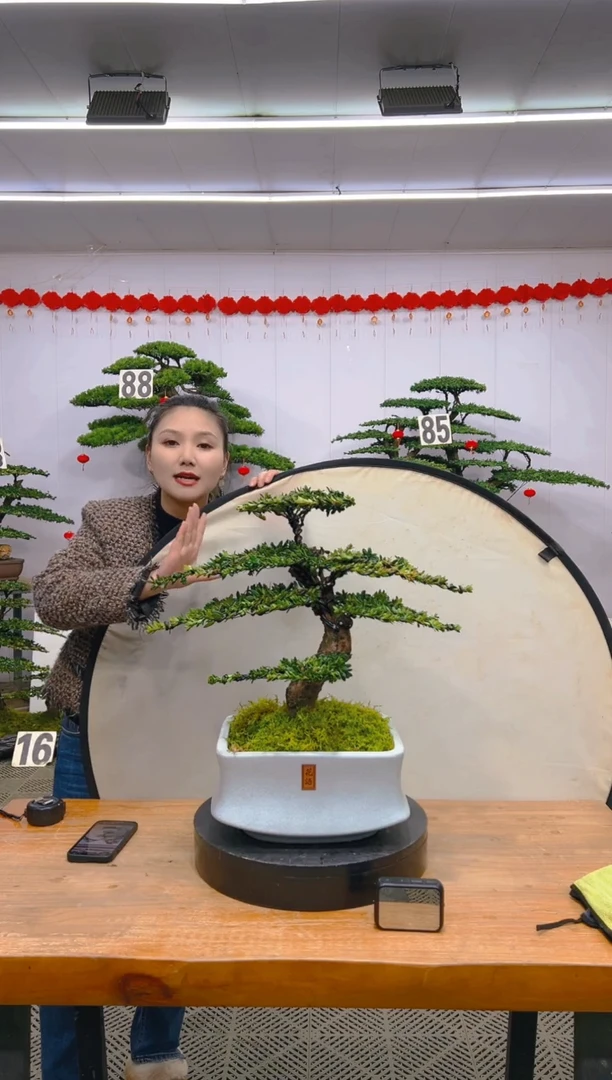 【闪购商品】盆景1