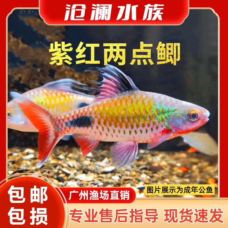紫红两点鲫鱼苗道金斯鲃黑影道人彩虹鲫溪流缸淡水广温活体观赏鱼