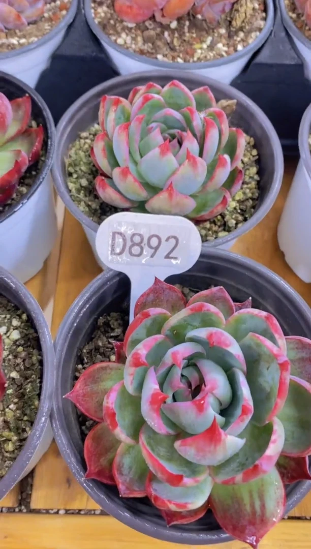 【闪购商品】D892-惊鸿仙子-脱土