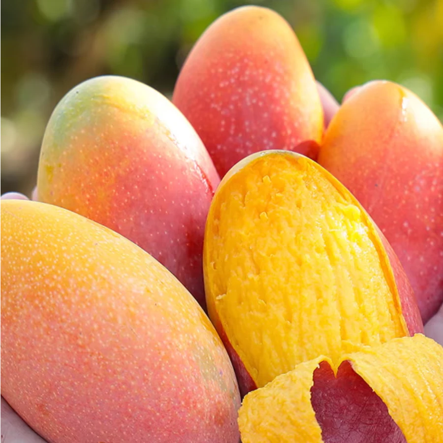 （试吃福利）广西贵妃芒果新鲜香甜软糯多汁细腻5斤坏果包赔包邮