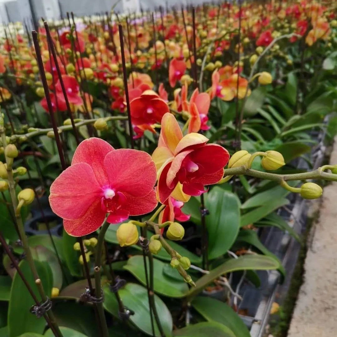 鼎天绿园【 3.5寸】蝴蝶兰 苗1株