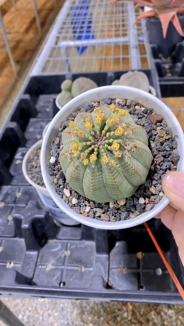 【闪购商品】布纹球FA-6509