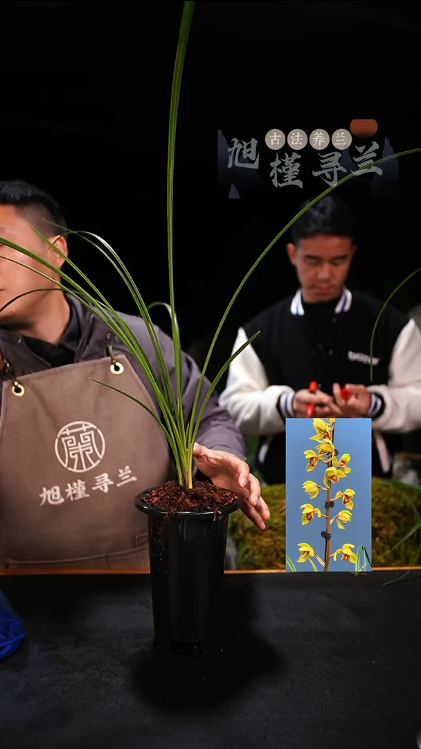当前无花栽培后可以开花用****6蕙兰金缘宝（子母两苗）内部价