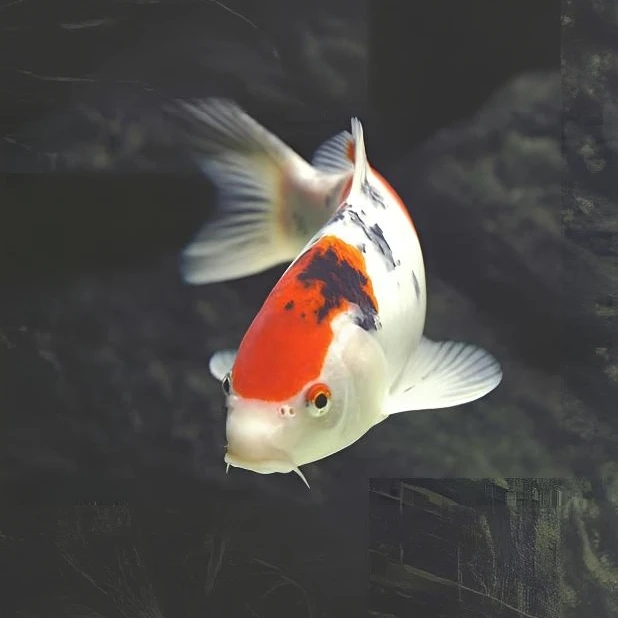 大尺寸三色红白介子锦鲤好养耐活冷水观赏鱼