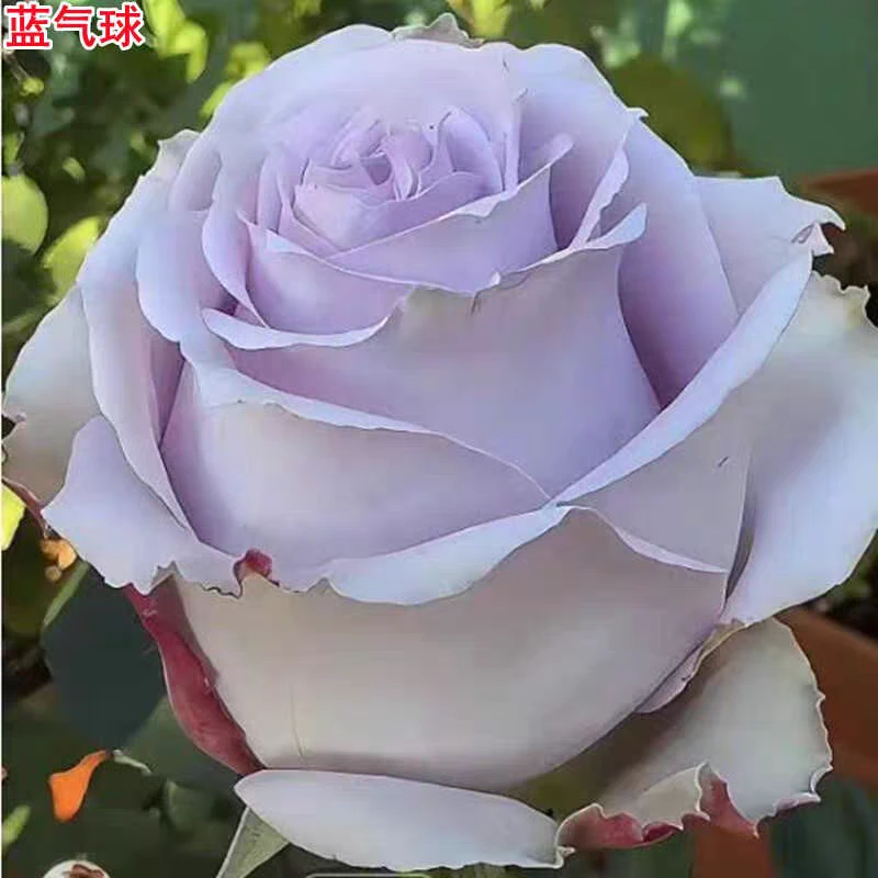 蓝气球 新品切花多季节重复开花月季盆栽玫瑰