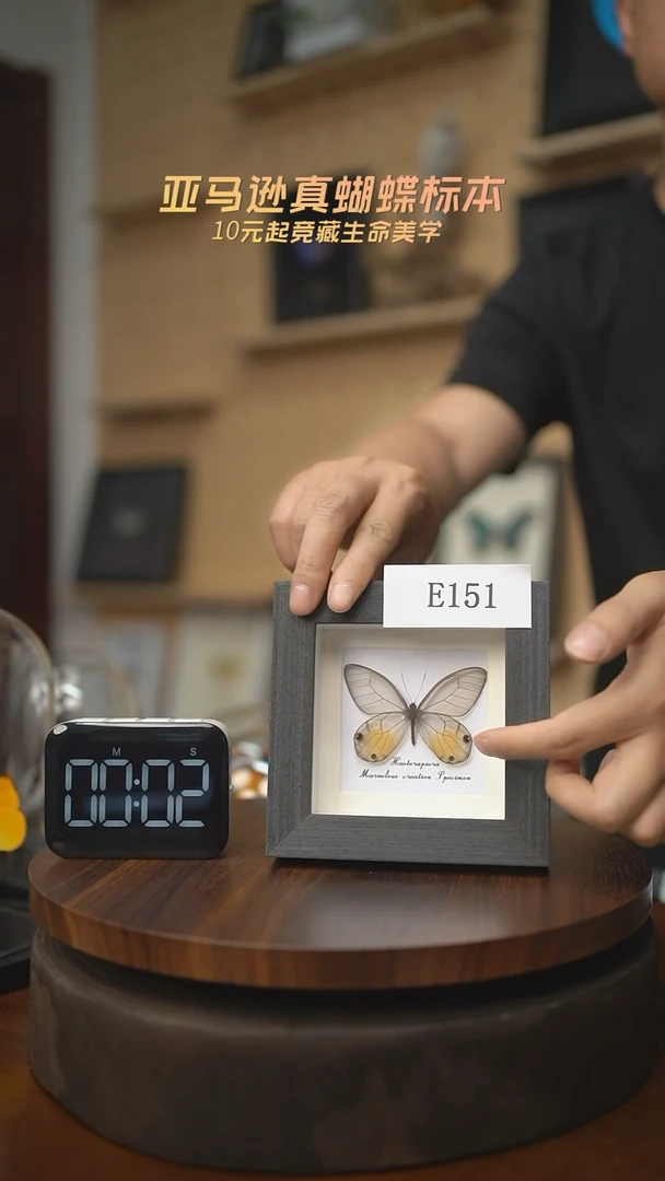 有机玻璃蝴蝶标本E151