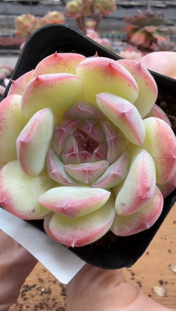 东云多肉园三店-57