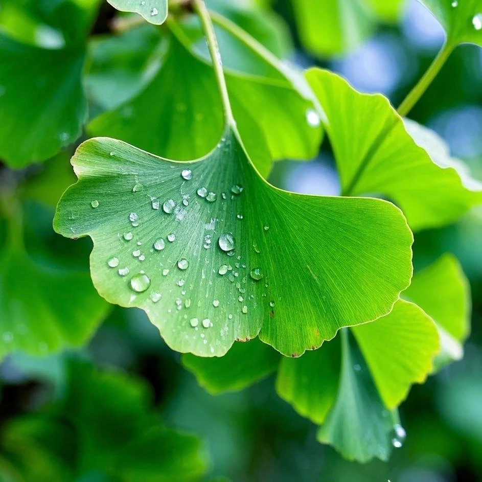 【正品保证】新鲜采摘银杏叶DIY手工银杏黄叶银杏叶茶银杏干花包邮