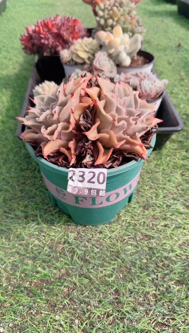 【闪购商品】信服多肉一物一拍