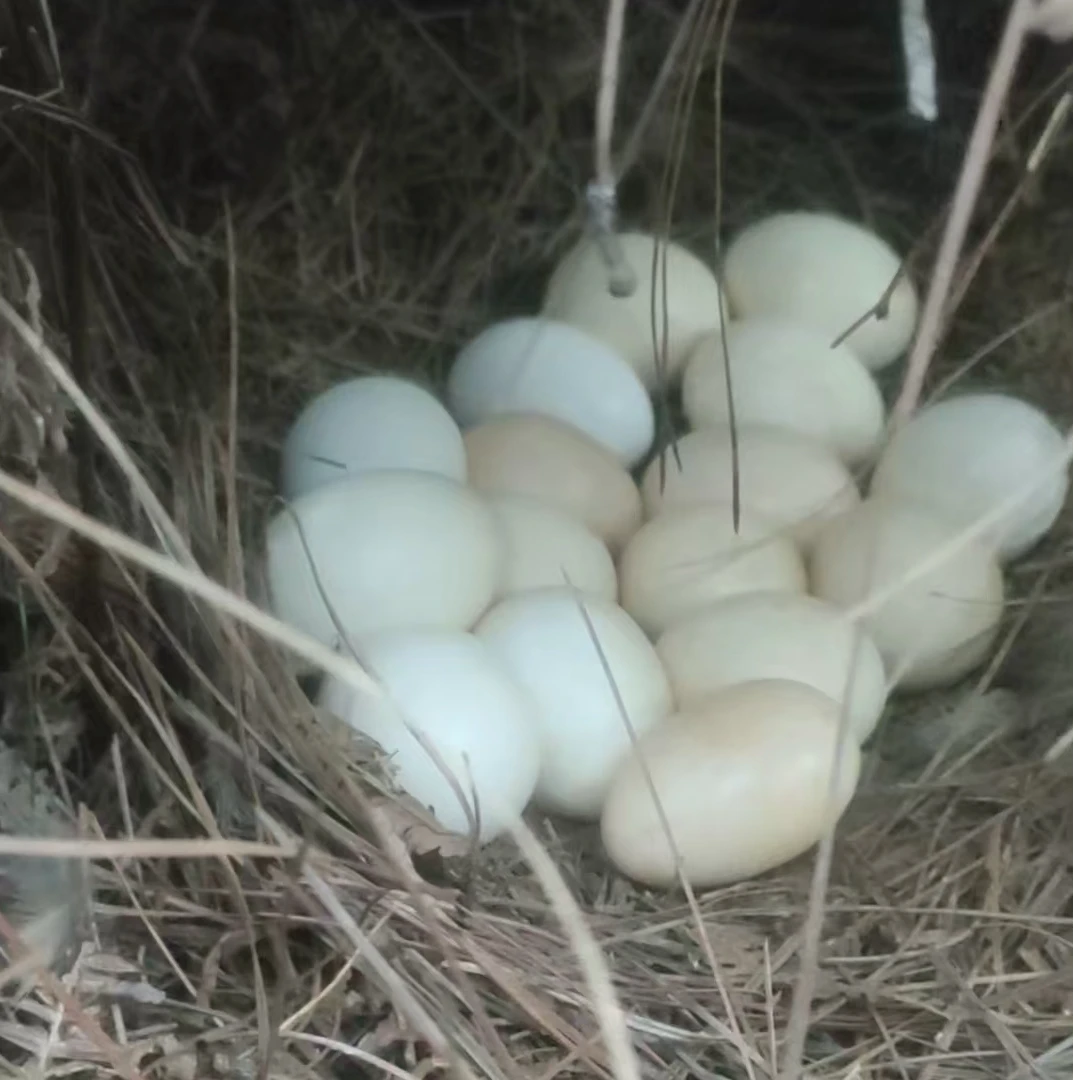 新鲜飞鸡蛋当天捡