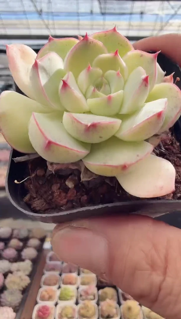 东云多肉园新款-155