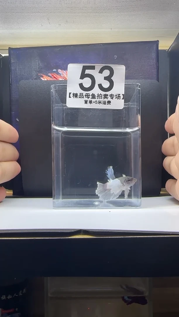 斗鱼精品母鱼编号53