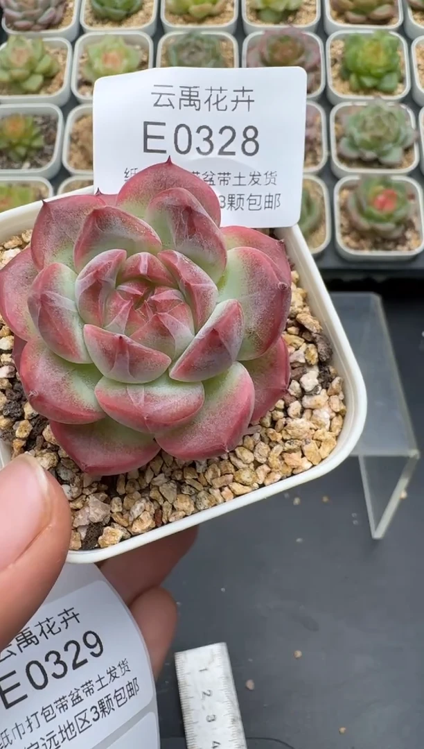 327E云禹多肉植物 带盆土纸巾打包 3颗包邮