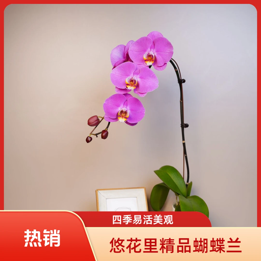 《花漫里基地》蝴蝶兰【粉宝图】带花带花苞开花珠发货