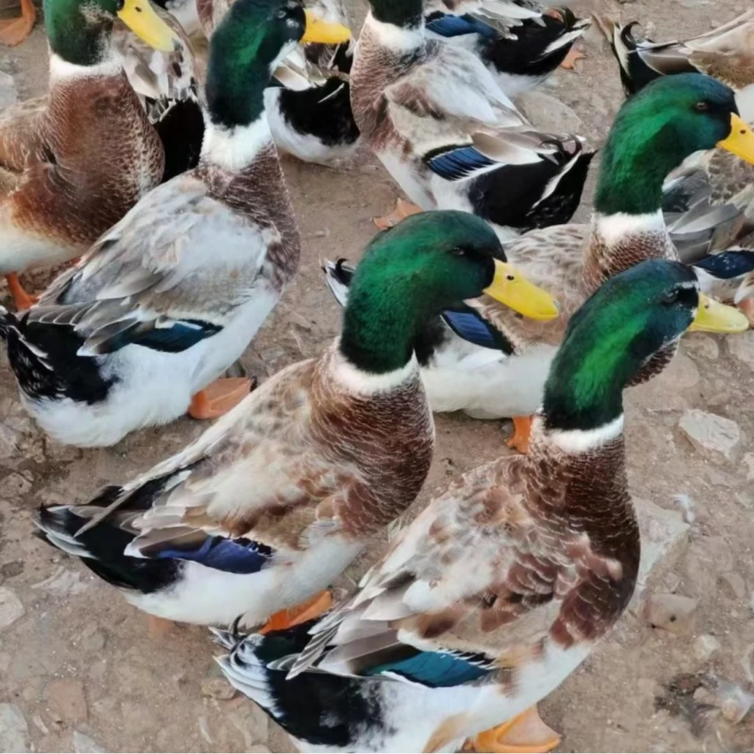 宠物鸭 麻鸭 青头鸭半斤左右/一斤左右 顺丰包邮