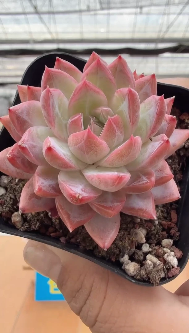 东云多肉园二店-32