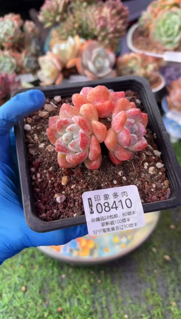 昆明印象多肉08410