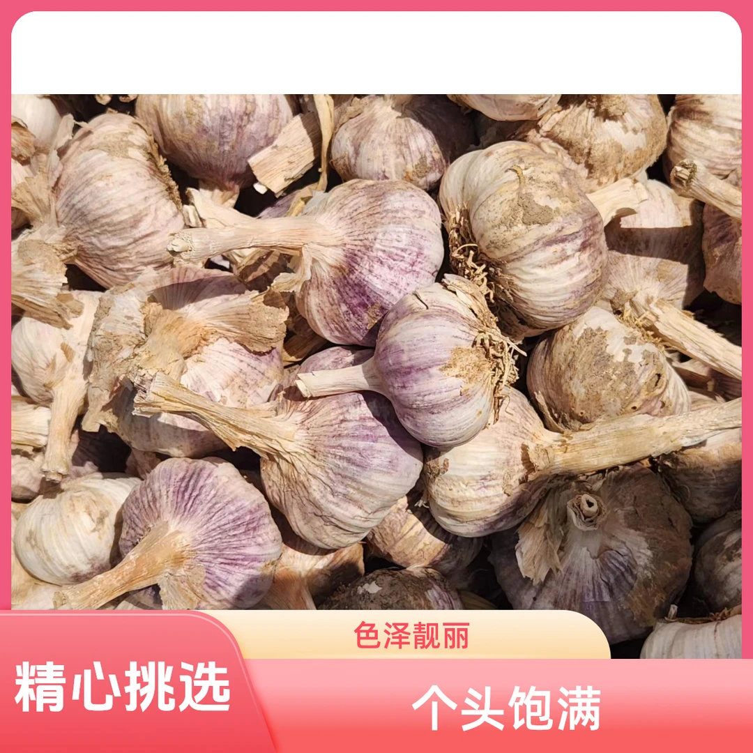 大蒜农家干大蒜中小果紫白皮95成干蒜辛辣提香蒜头新鲜大蒜