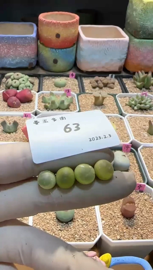 【闪购商品】25.2.5-63甜豆花