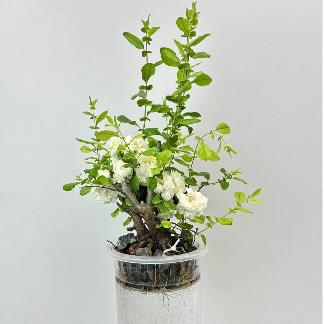 海棠可观赏水培花卉