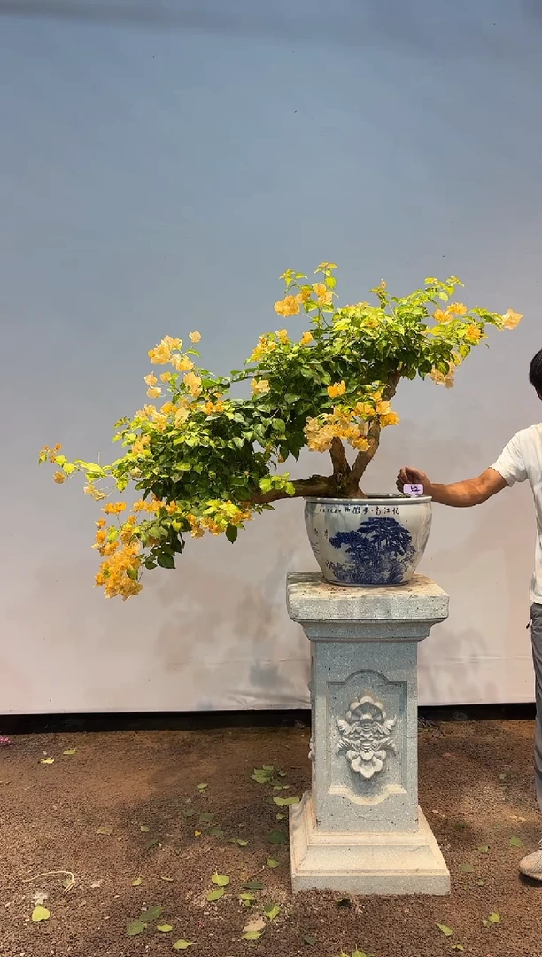 无花朵惊*?三角梅专场一物一拍52