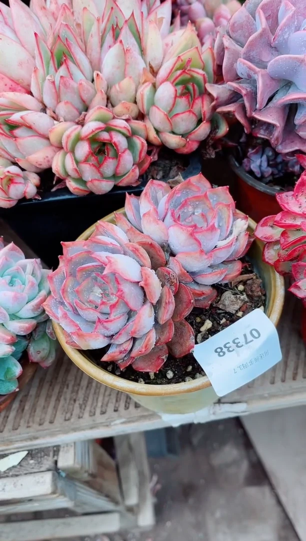 【闪购商品】07338多肉