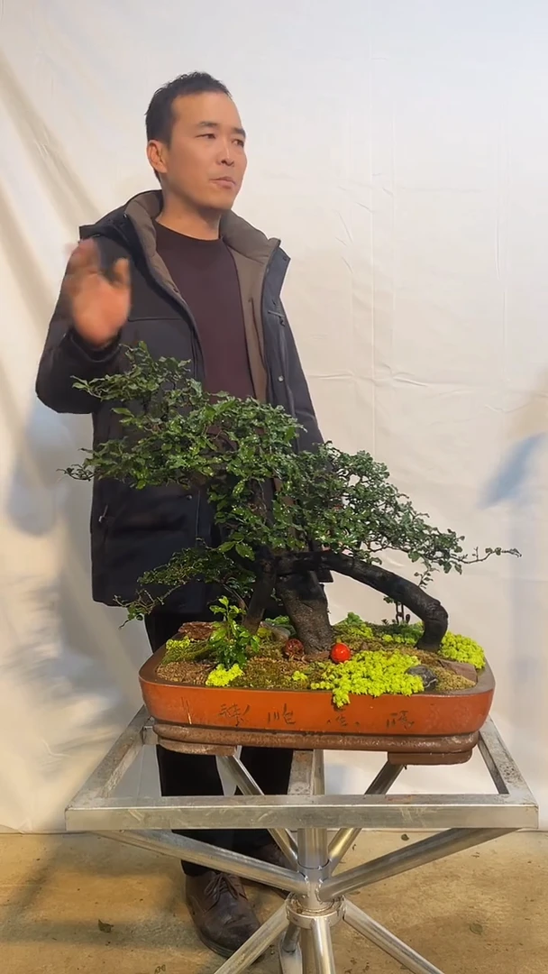 以实际为准金弹子 盆栽 盆景 一物一拍