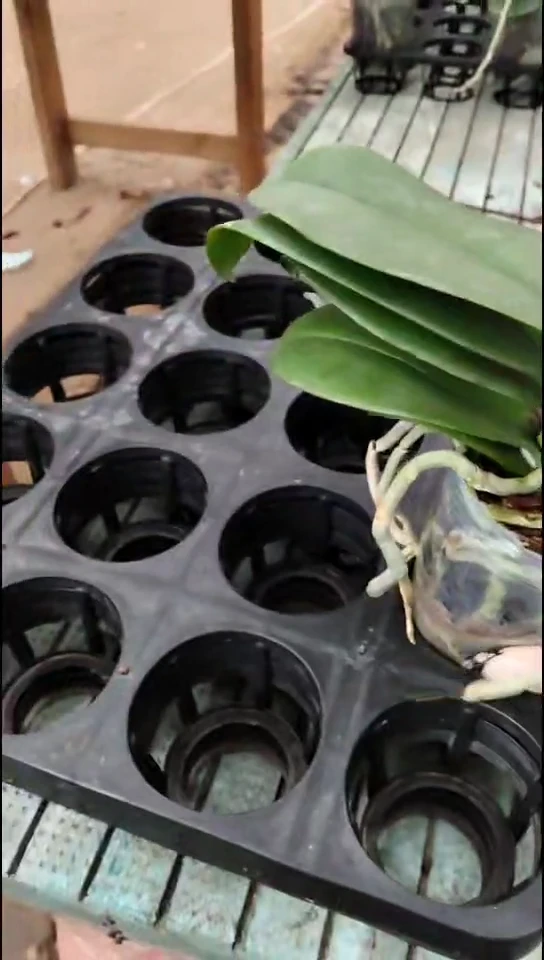 完全开放玲玲闪购