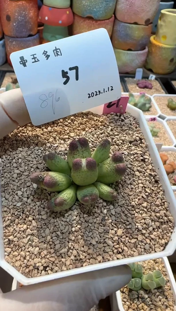 【闪购商品】25.1.12-57美呀