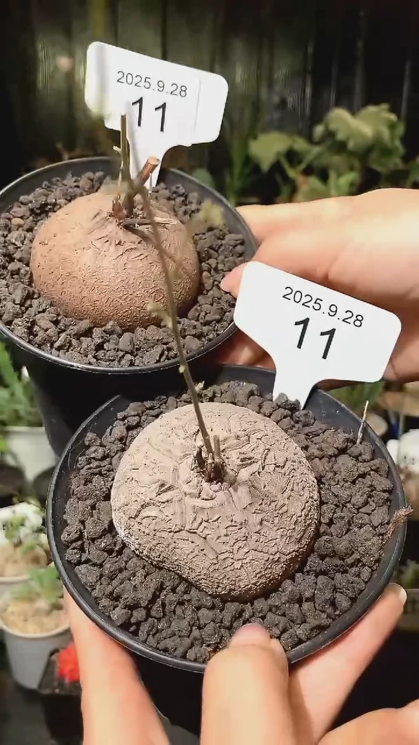 号928福利南非龟甲龙买1个送1个