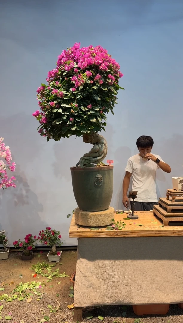 无花朵清***¥aa三角梅专场一物一拍46