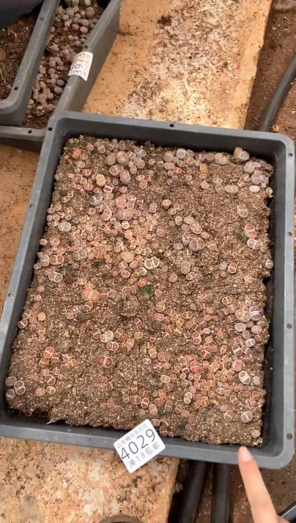 4029特价菊纹章框有疤瑕疵带土带盆发货
