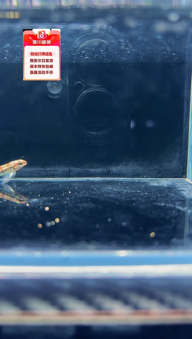 海水鱼衡**迟海克斯科技爆色灯鱼