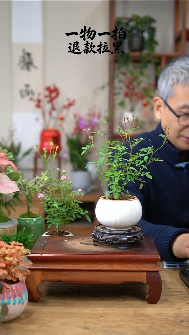 完全开放风**淡月季396