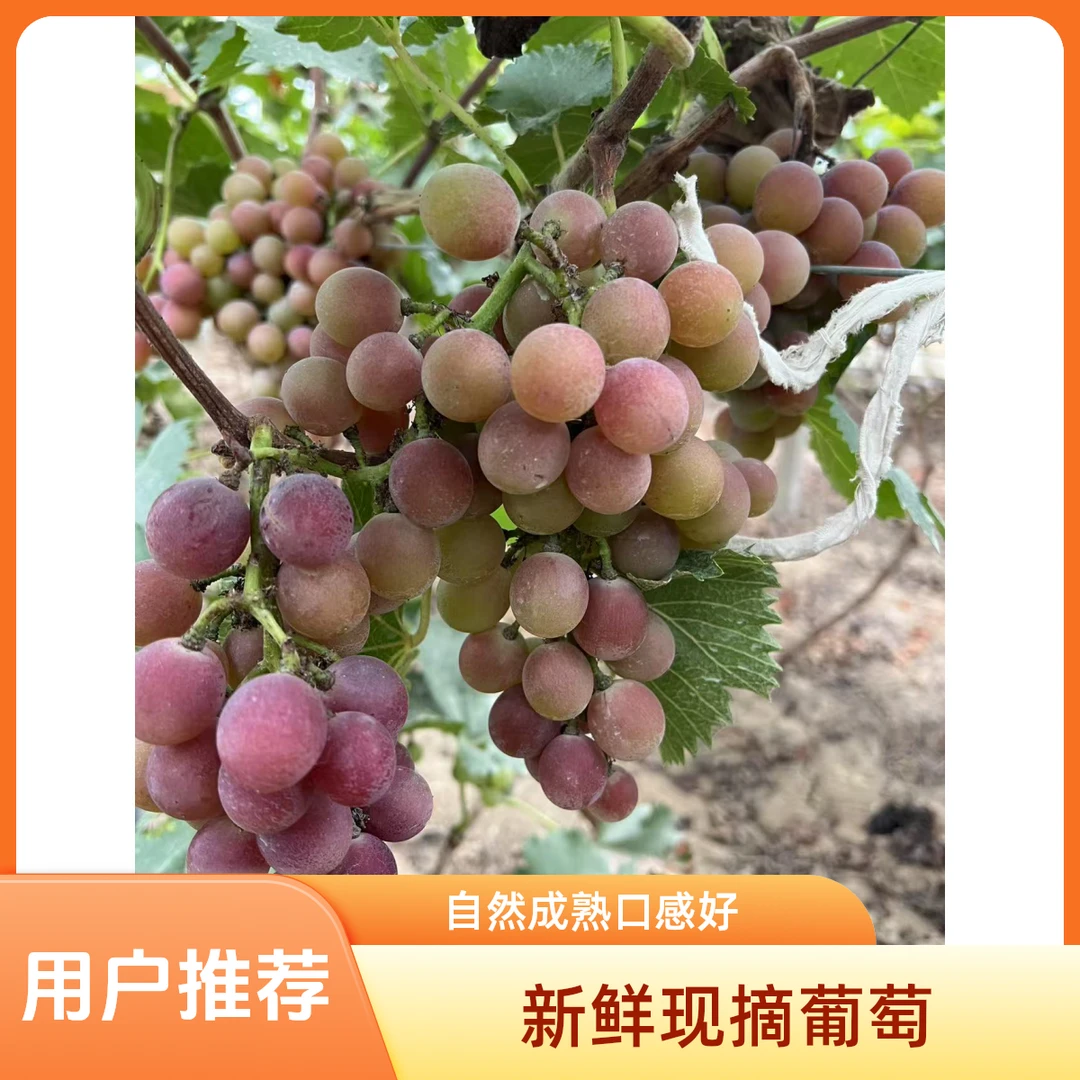 【笑扬农场】天津本地现摘现发散窜巨峰小时候的味道天津市