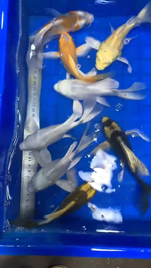 蝴蝶鲤蝴蝶鲤直播选鱼专用链接