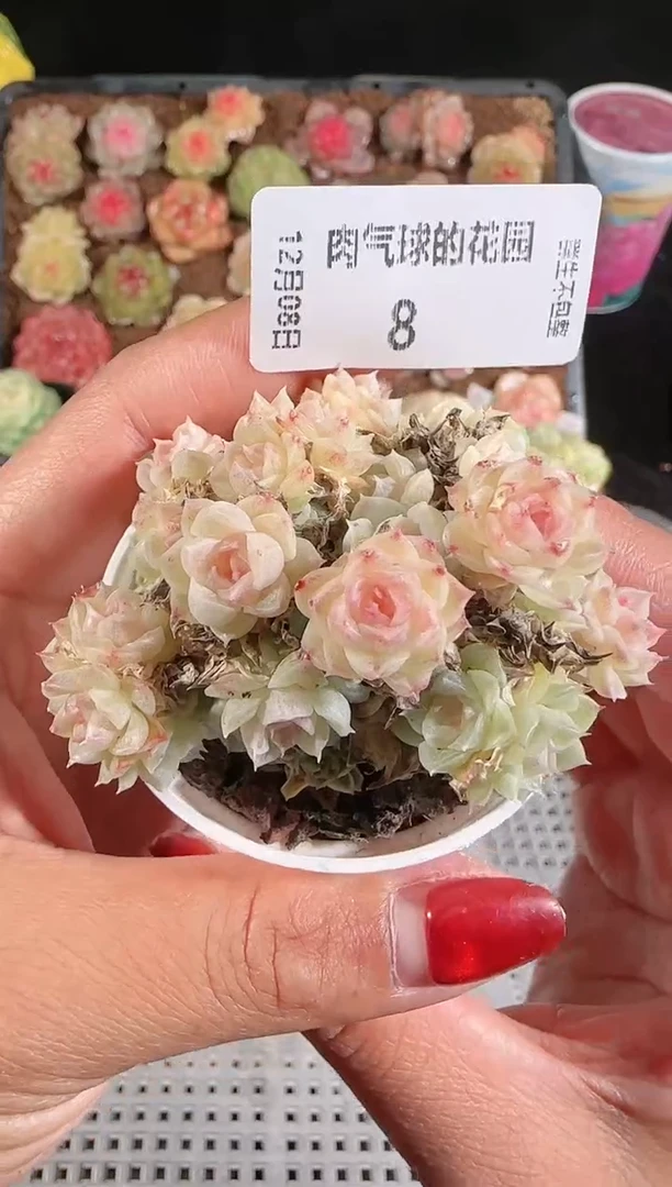 1208-08多肉群生不包整