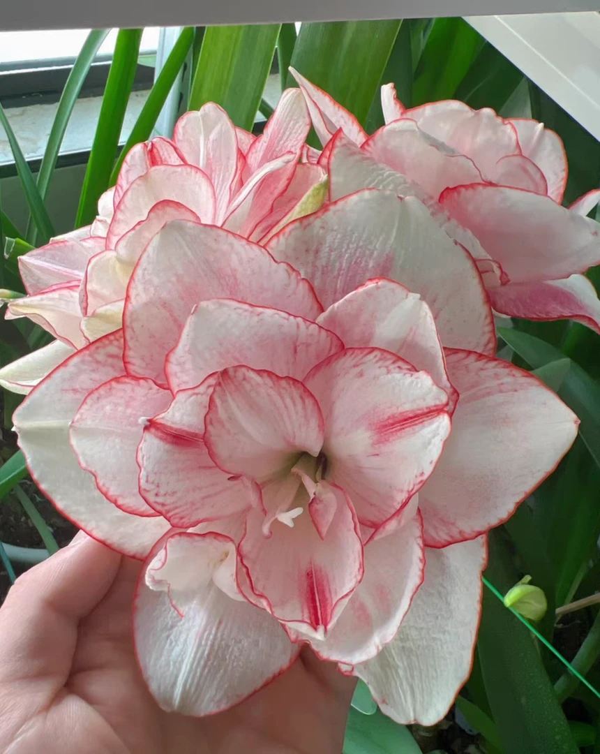 魔幻之旅朱顶红，主球8+带2个侧，已开花对版，不包后期养护。