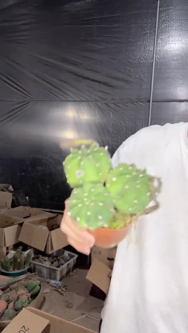 多头 短毛丸【实生根】