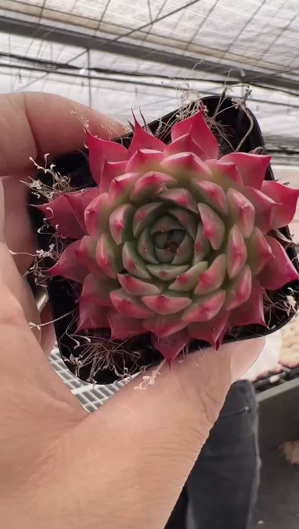 东云多肉园新款-60