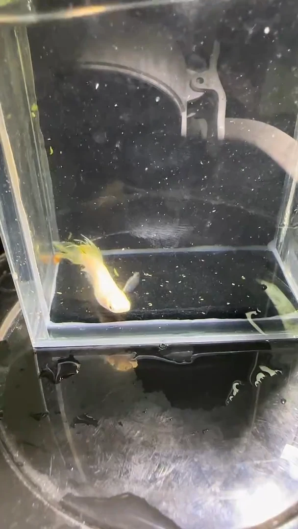 海水鱼观背青鳉观背青鳉222