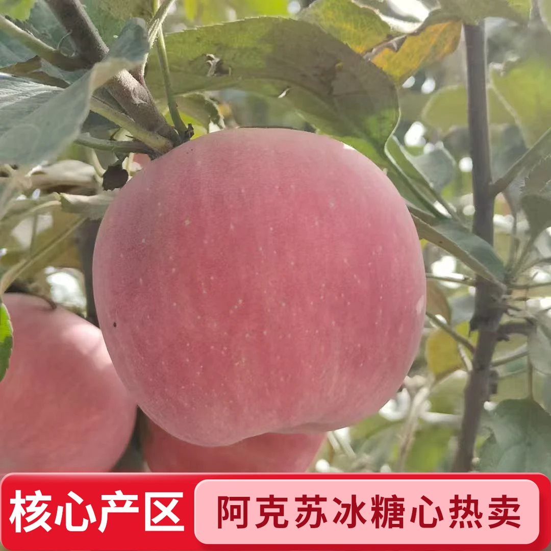 新疆直发正宗新疆阿克苏冰糖心苹果水果核心产区发货婆婆斯诺克