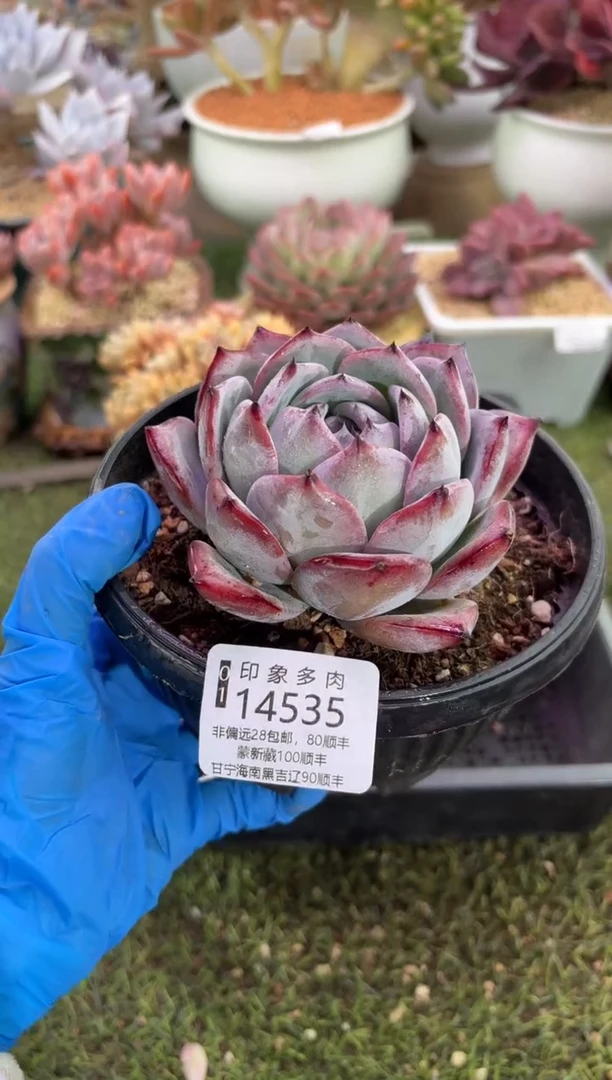 【闪购商品】14535