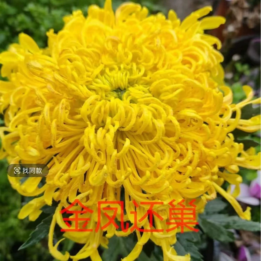 【金凤还巢】菊花盆栽带花苞发货大花特色花卉绿植