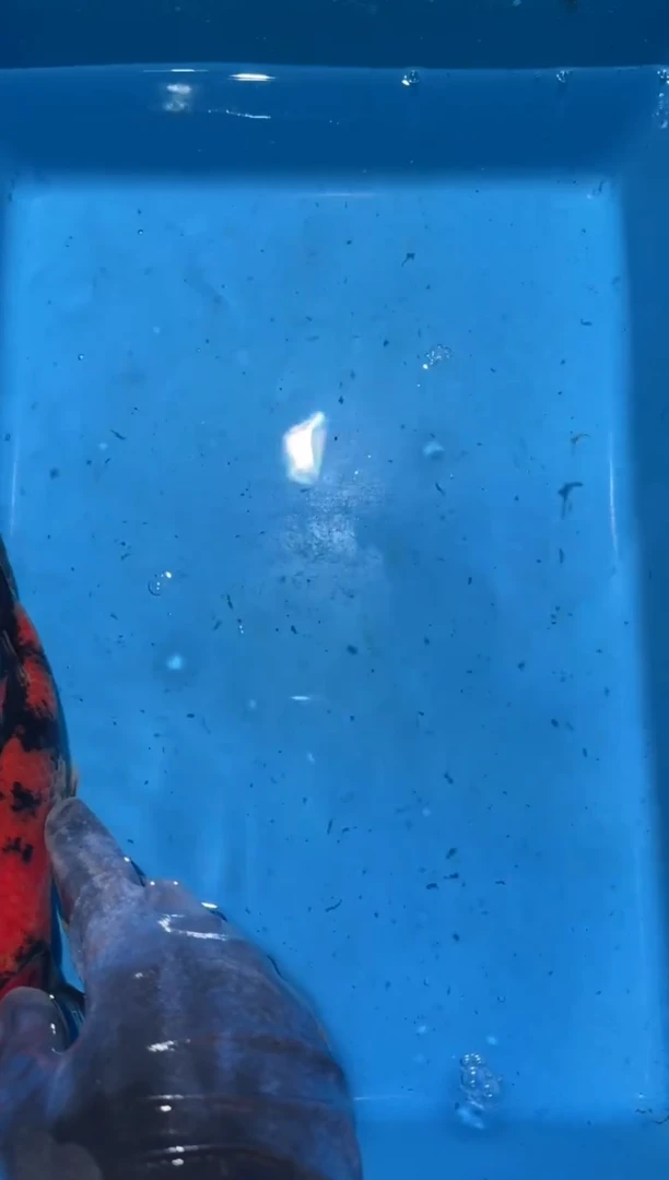 锦鲤点关注右下角竞拍链接出价